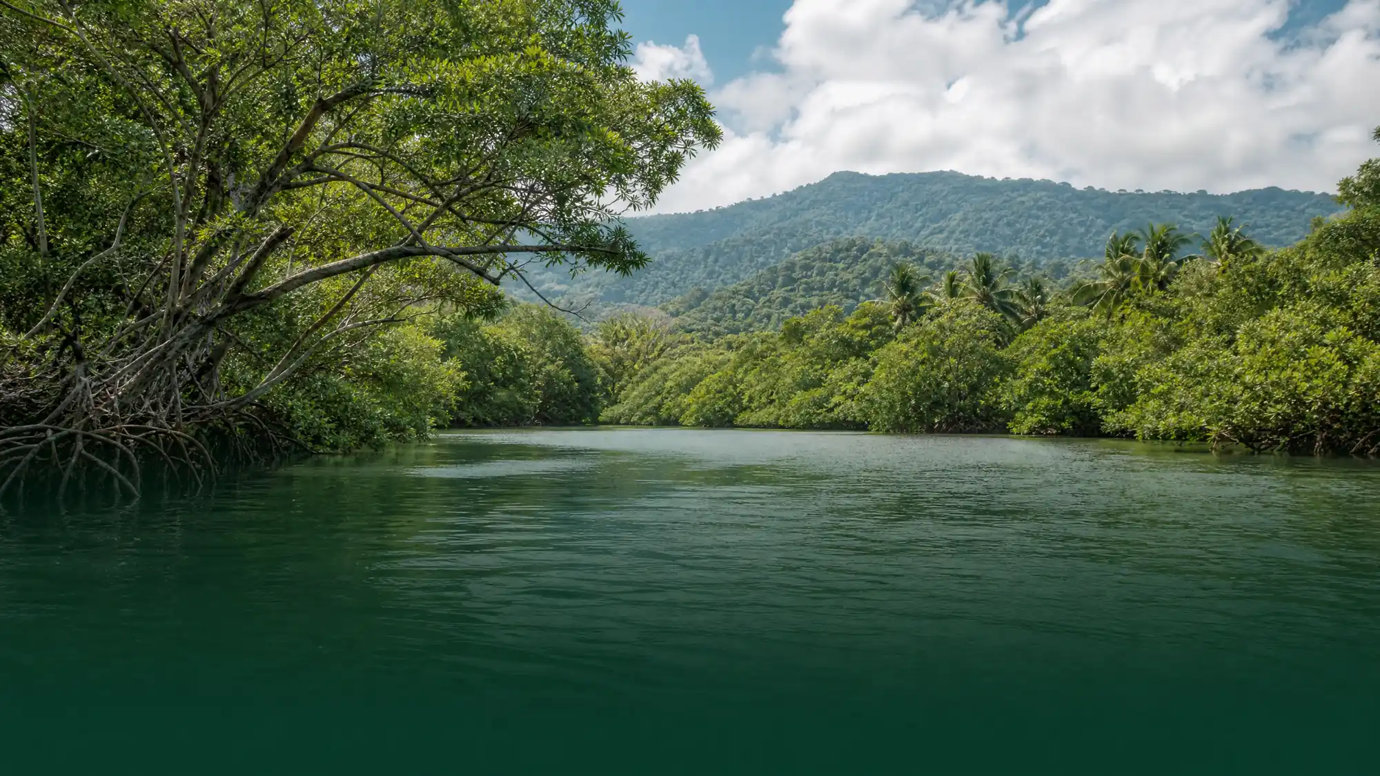 Erkunden Sie ein 600 Hektar großes Netz aus Brackwasserkanälen und Mangrovenwäldern. Geführte Boots- und Kajaktouren bieten gute Chancen, Weißgesicht-Kapuzineraffen, Faultiere und Krokodile zu entdecken.