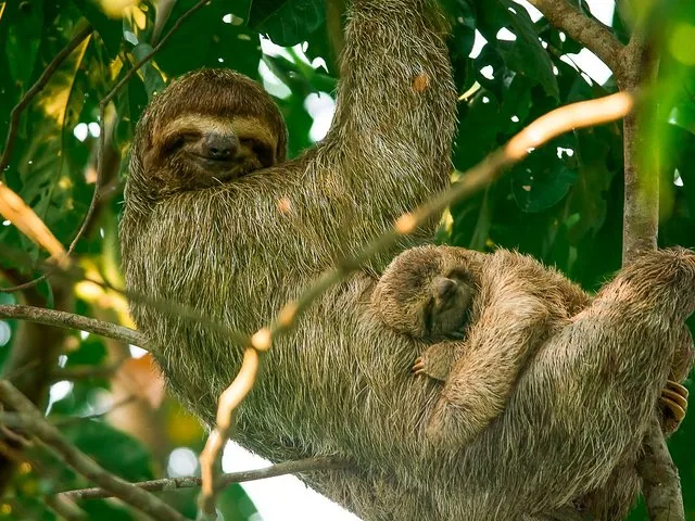 Ein Mutter-Dreifingerfaultier schläft mit ihrem Baby in einem Baum