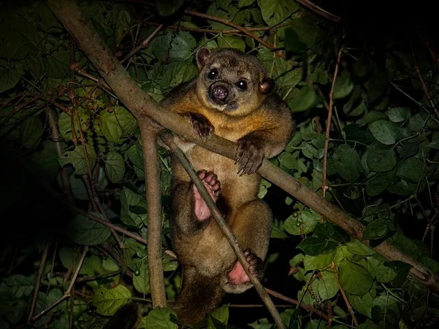 Ein Kinkaju hängt nachts in einem Baum und blickt in die Kamera