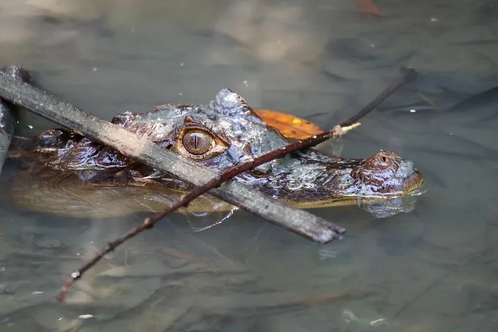 Ein Kaiman, teilweise im Wasser untergetaucht, blickt durch Zweige und Blätter hervor
