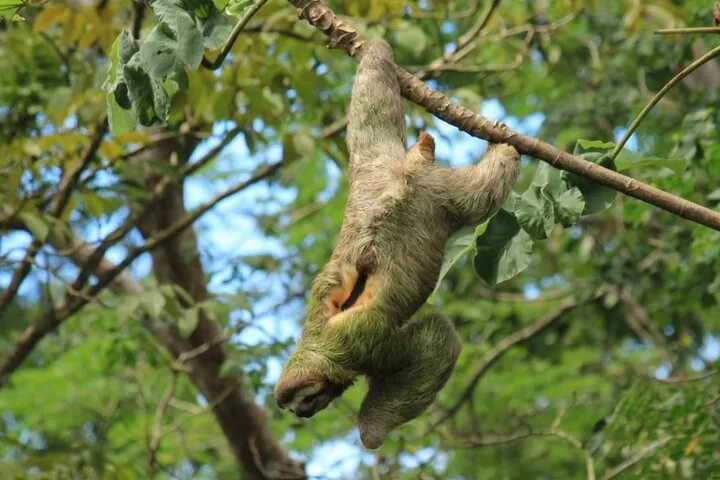 A three-toed sloth hanging upside down from a tree branch