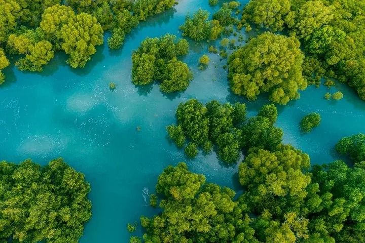 Luftaufnahme leuchtend grüner Mangrovenbäume in helltürkisem Wasser