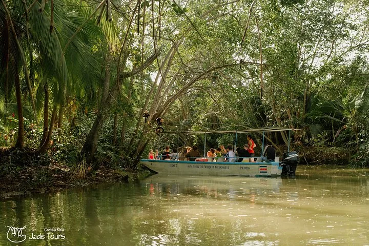 Ein Boot voller Touristen fährt durch dichte Mangroven einen Fluss hinunter