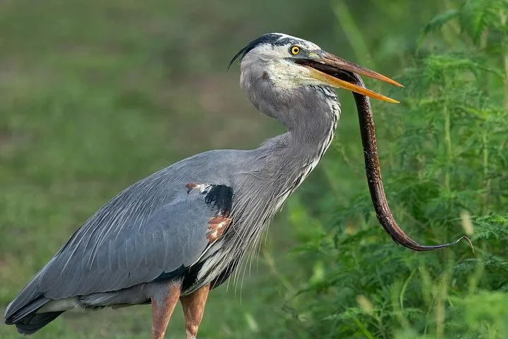 A large grey heron standing in grass with an eel in its beak