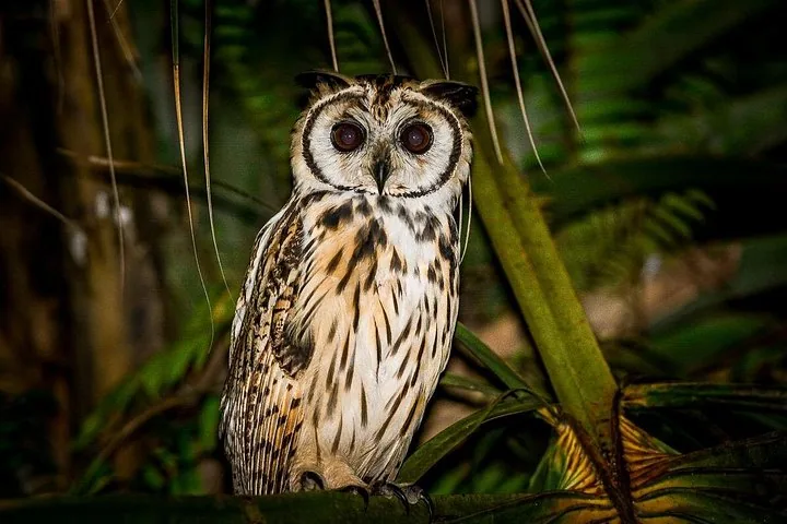 A large owl perched on a branch looking forward in a forest